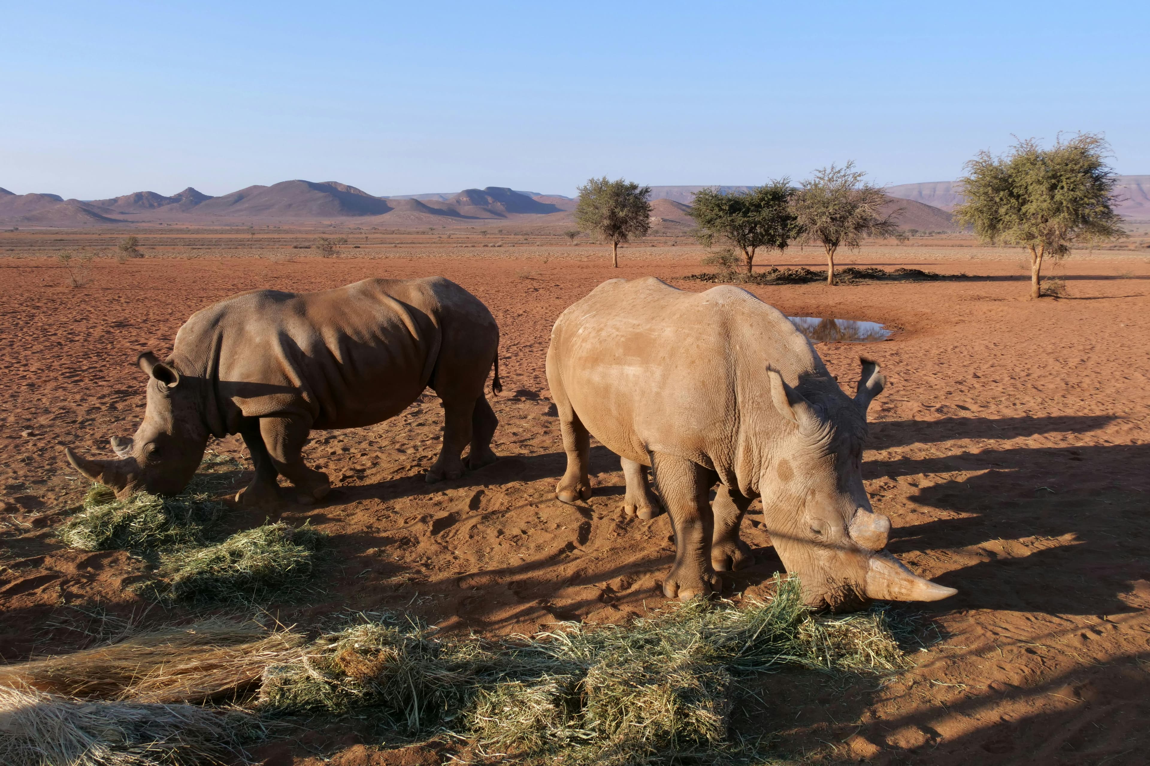 Africa Safari Tour